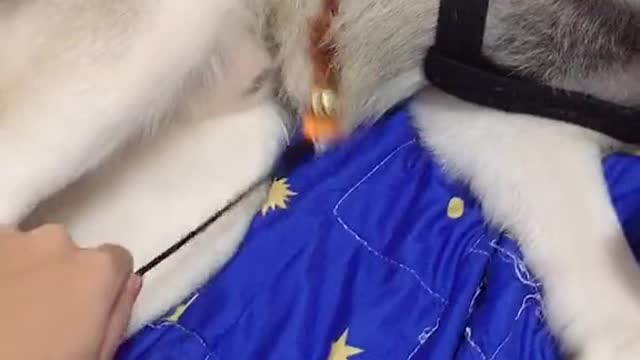 Funny Pet 2021 It's time to LAUGH with Dog's lifes63