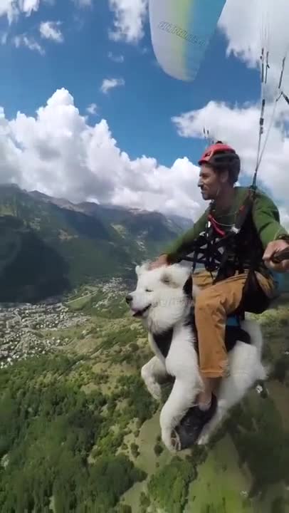 Samoyed Parachuting with his Owner