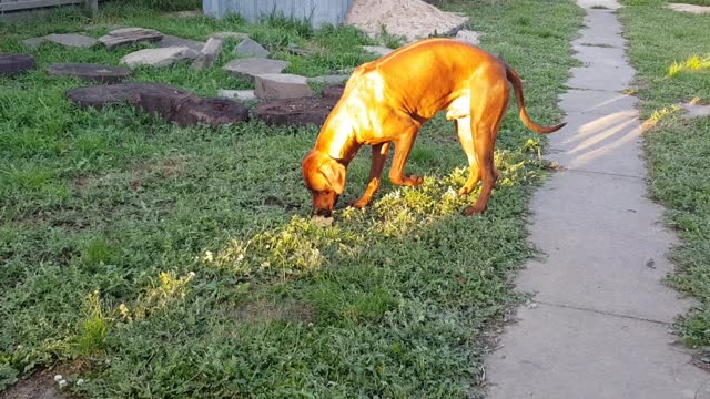 Mister Brown & Tickle The Rhodesian Ridgebacks; Spudcake!