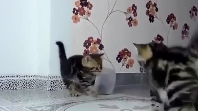 Funny cats