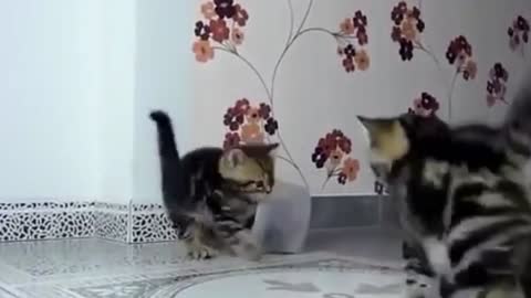 Funny cats