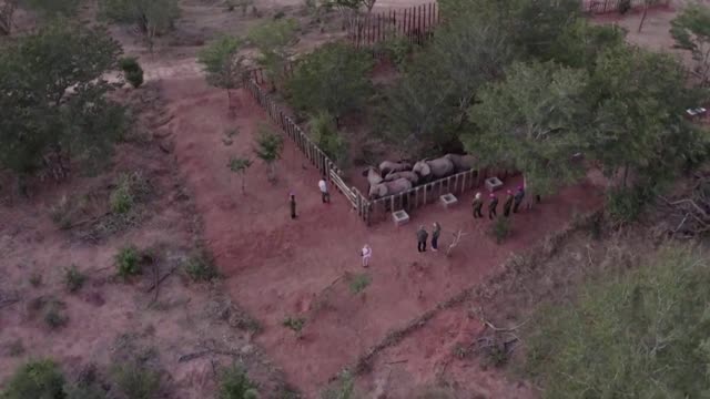 Orphaned elephants head back to the wild