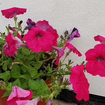Flowers in a pot