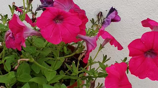 Flowers in a pot