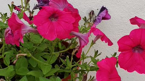 Flowers in a pot