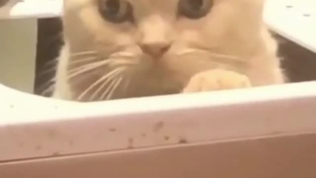 Cat video 2022