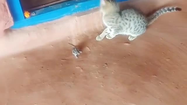 Cat chase Mouse