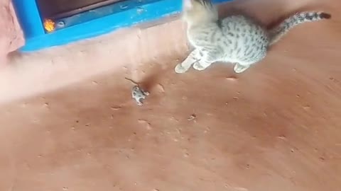 Cat chase Mouse