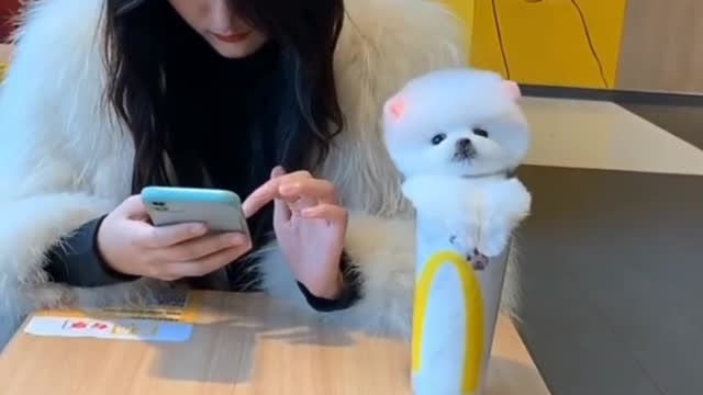 Cute and funny dog video