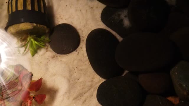 New babies in turtle tank