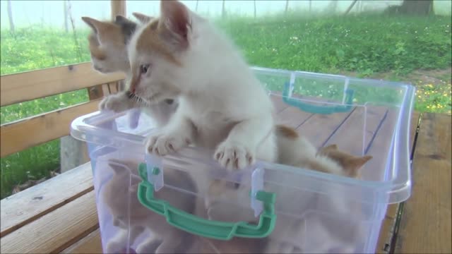 Kittens meowing too much cuteness All talking at the same time (1)