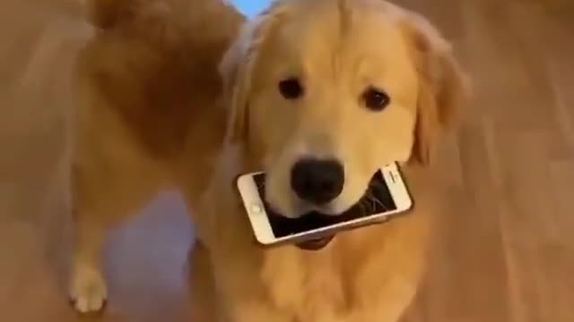 dog thinks he's playing with my phone and breaks it