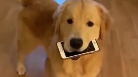 dog thinks he's playing with my phone and breaks it