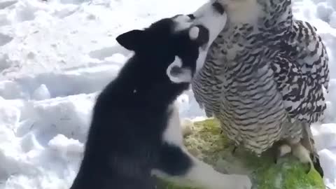 Dog kissing with owls #loving birds