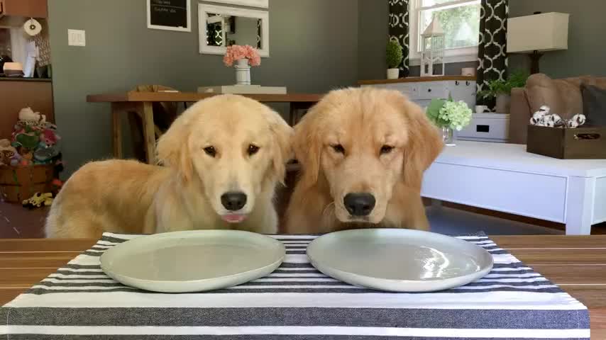 ASMR Dog Reviews Food With Girlfriend