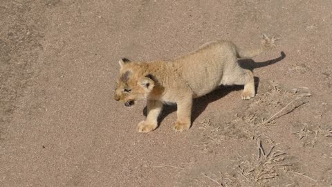 Baby lion cubs and Mommy lion