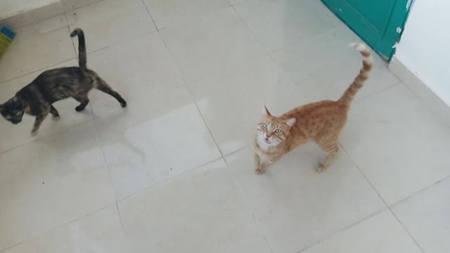 Cute cats are waiting for food today