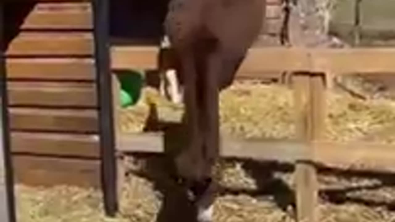 funny animals video