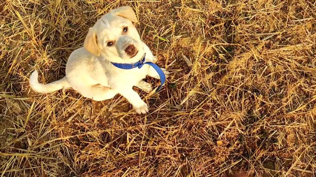 Desi Labrador