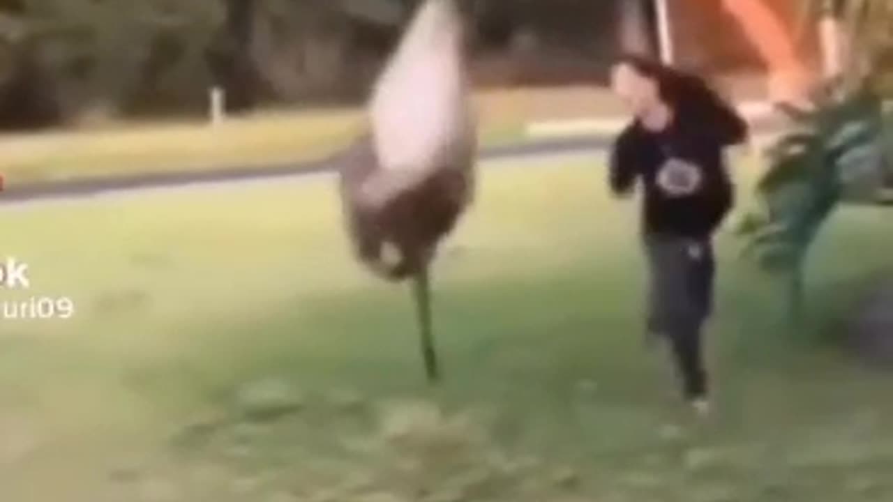 #funny #shorts#cat video#