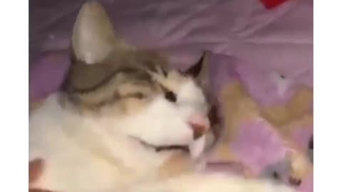 Sleeping cat