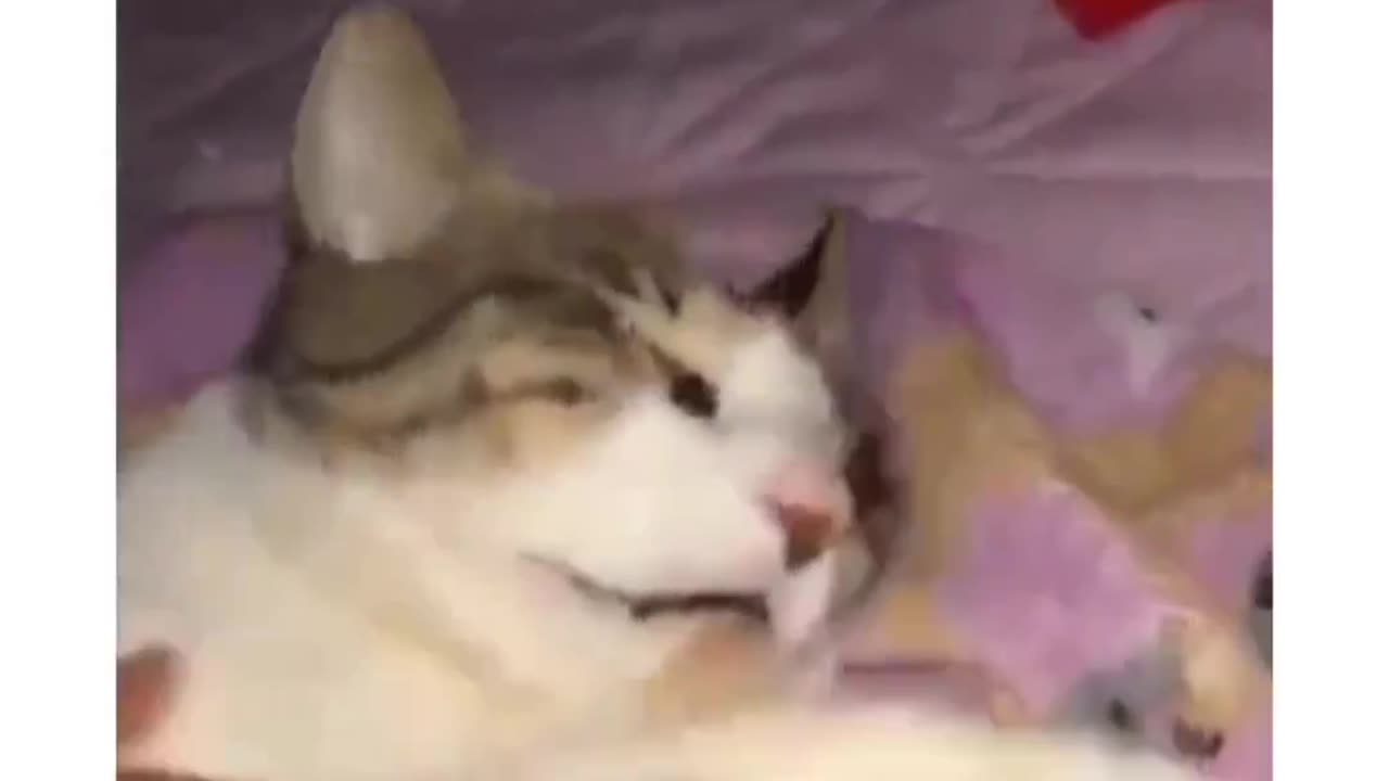 Sleeping cat