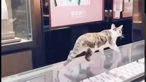 funny cats laugh