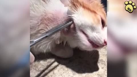 猫の首から大きな寄生虫を引きずり出す ウジ虫・ウマバエ