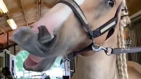 Funny moments