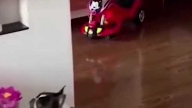 Funny puppy playing balloon around the house