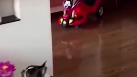 Funny puppy playing balloon around the house