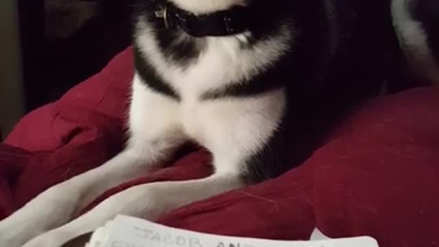 Sassy Husky Gets Upset With Owner