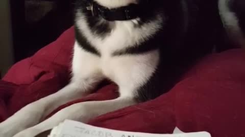 Sassy Husky Gets Upset With Owner