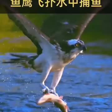 Wonderful moment in nature of hunting bird