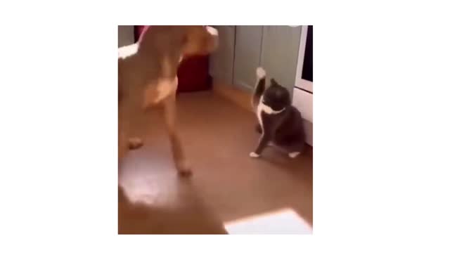 Best Funny Animal Videos 2022 😂