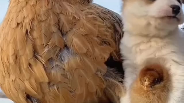 Chicken warming up its chicks