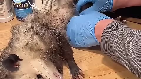 A young man saved an opossum and soon discovered that ❤️❤️❤️