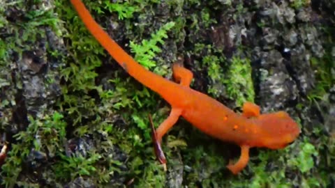 Eastern Newt