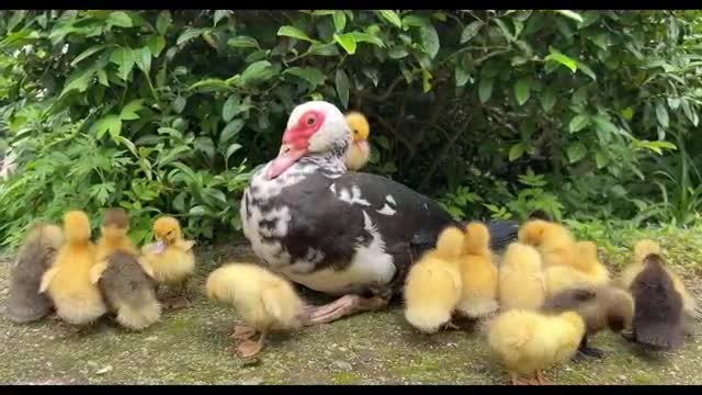 duck and baby duck