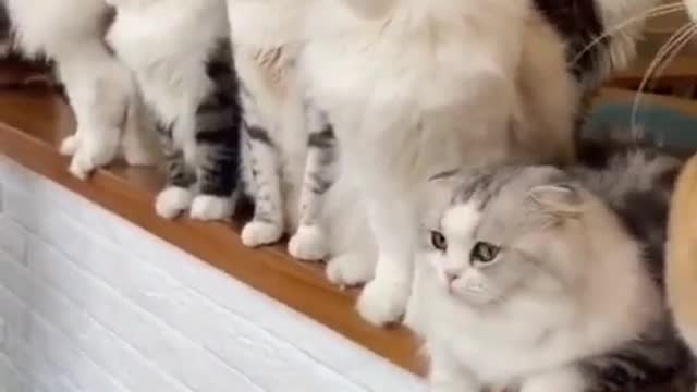 many cats