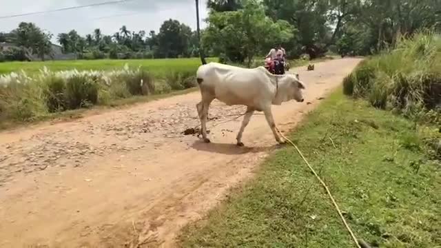 Monkey vs Cow | This bonded cow is inviting Langoor (Monkey) to fight with him