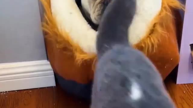 My Cat and Dog playing together//Cat and dog playing together