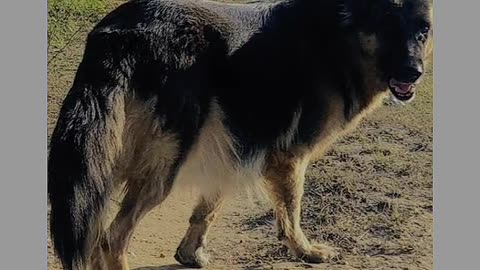 Pitbull # German shepherd # bully