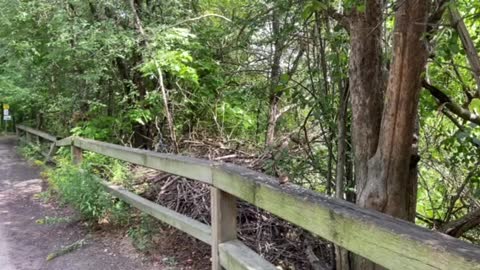 Blue Jay and Chipmunk