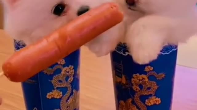 8 Second Cute funny puppy video