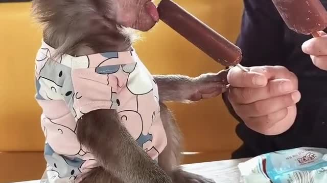 Little monkey sharing ice cream with the breeder