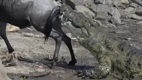 Better the ass than life 😱