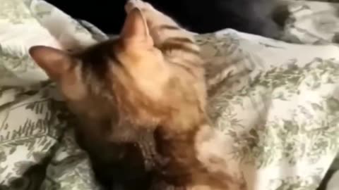 Cat funny video