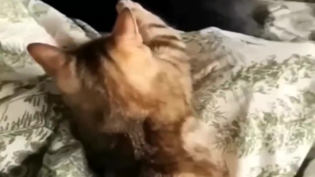 Cat funny video