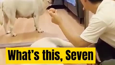 Smart Dog training videos -Dog training tricks